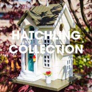 Hatchling Collection
