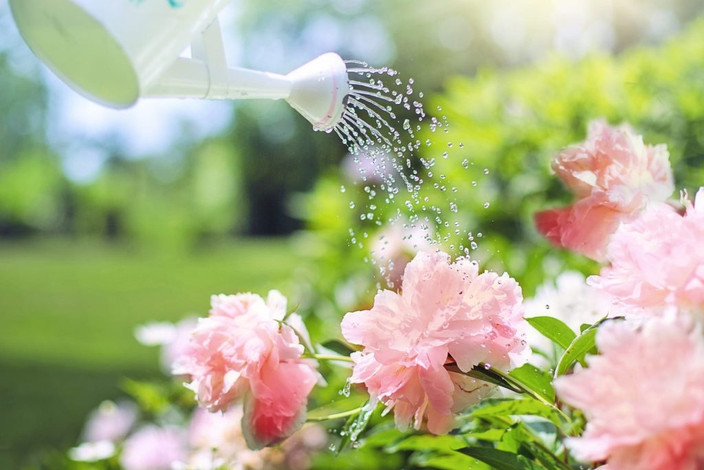 Watering Flowers with Watering Can