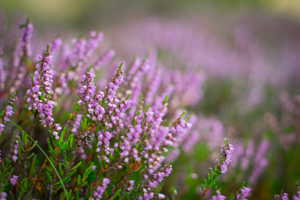Low-maintenance pink/ purple Heather in focus in a field
