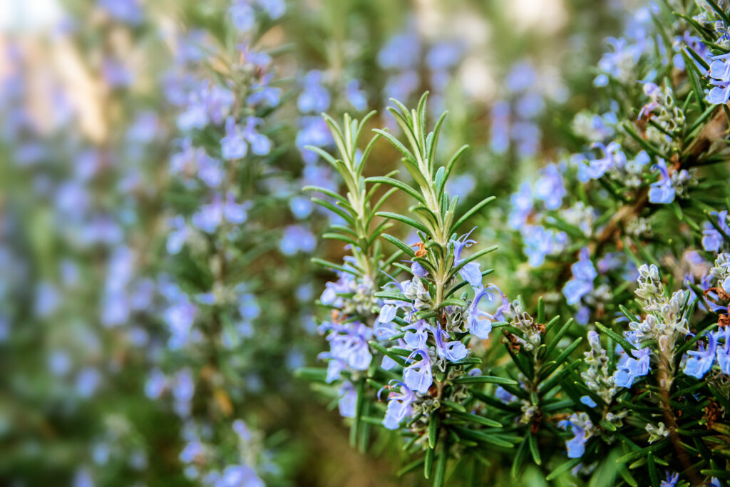 Low-maintenance blossoming rosemary plants in the herb garden, selected focus, narrow depth of field