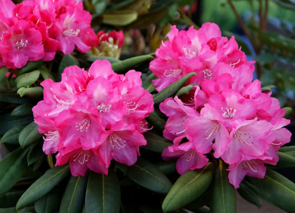 Low-maintenance pink flowers of rhododendron bush at spring- Japanese Azaleas