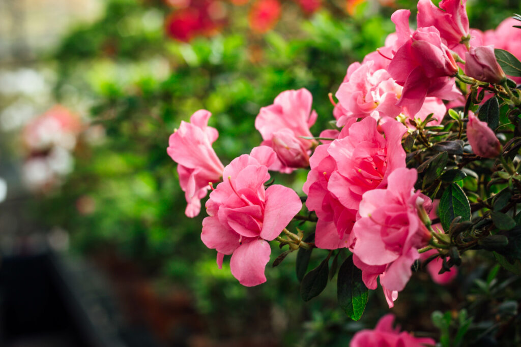 Pink Satsuki azalea blooming Azalea Rhododendron in focus with a dark green background