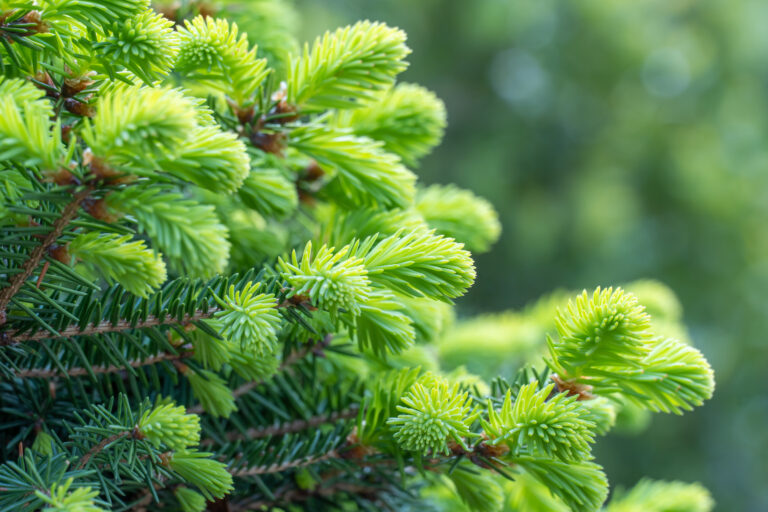 Close-up of a low-maintenance green spruce shoots in the forest. Sprout of branch conifers are very low-maintenance