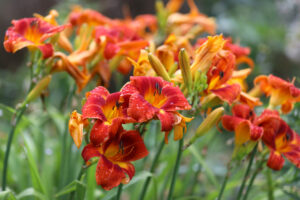 Orange and yellow Day lillies with droplets are great for the environment