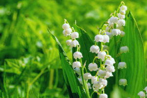 Lily of the Valley, on a luscious green background