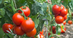 Growing tomato in greenhouse this type of gardening helps the environment