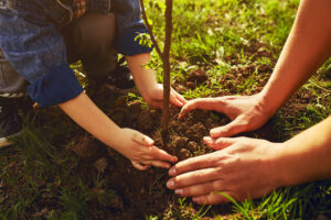Two pairs of hands are planting a tree and helping the environment by gardening